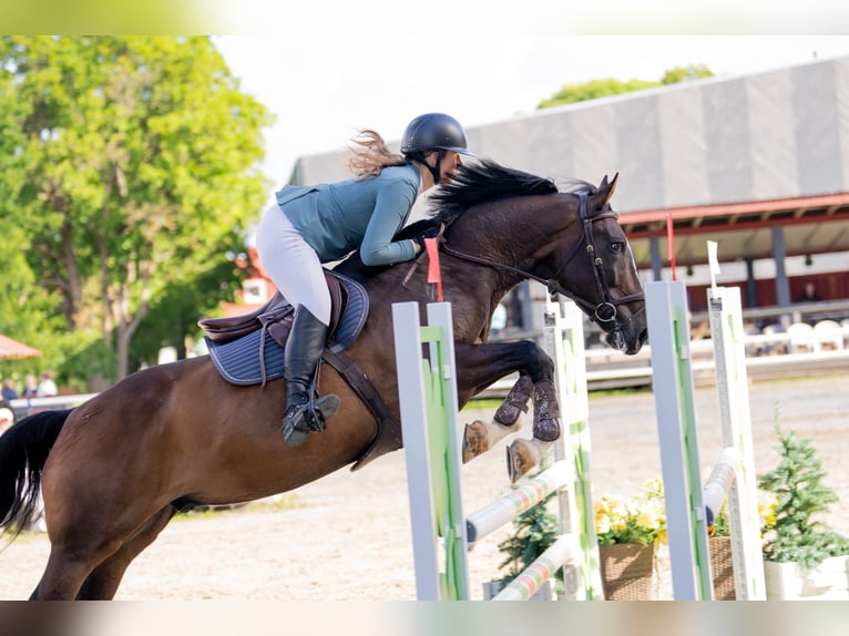 Latvian Warmblood Gelding 9 years 16.2 hh Bay-Dark in Põhja-Tallinna