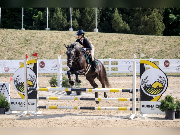 Latvian Warmblood Gelding 9 years 16,2 hh Gray in Marupe