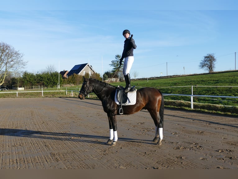 Latvian Warmblood Gelding 9 years 16,2 hh Bay-Dark in Ganschow