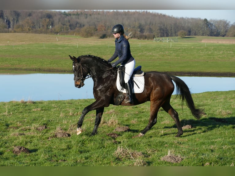 Latvian Warmblood Gelding 9 years 16,2 hh Bay-Dark in Ganschow