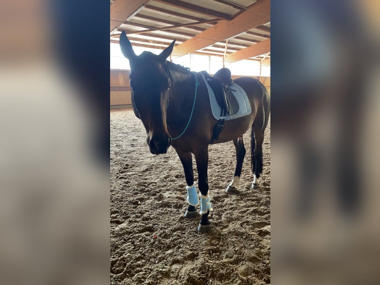 Latvian Warmblood Gelding 9 years 16,2 hh Bay-Dark in Sulzbach