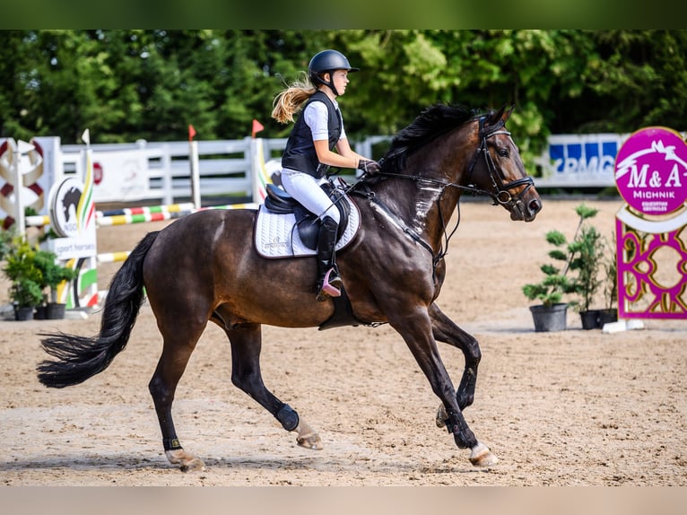 Latvian Warmblood Gelding 9 years 17 hh Bay-Dark in Inčukalns