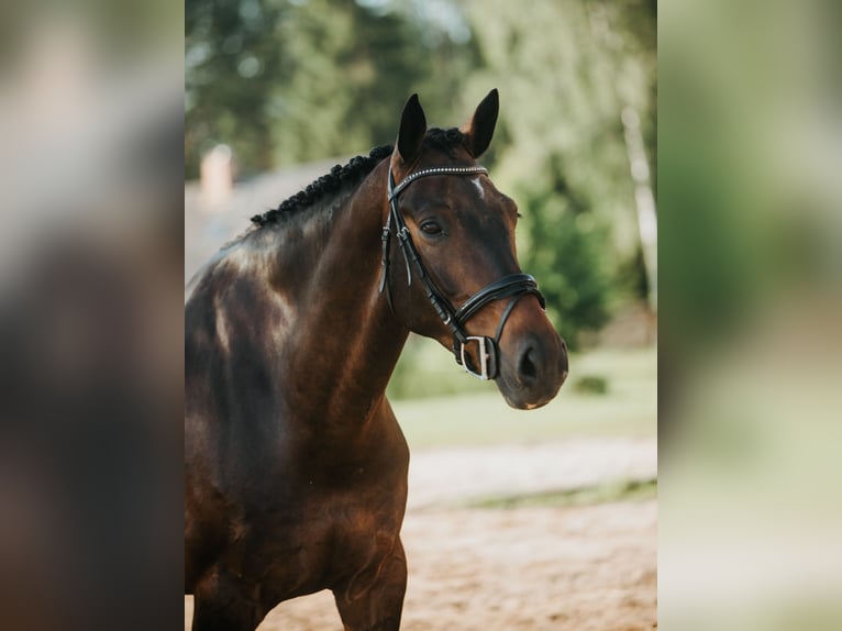 Latvian Warmblood Gelding 9 years 17 hh Bay-Dark in Inčukalns