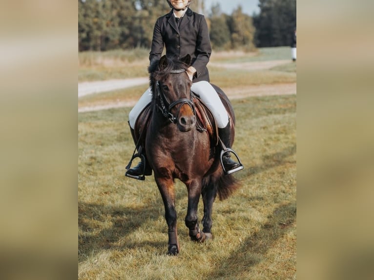 Latvian Warmblood Mix Mare 10 years 10,2 hh Bay-Dark in Kekava