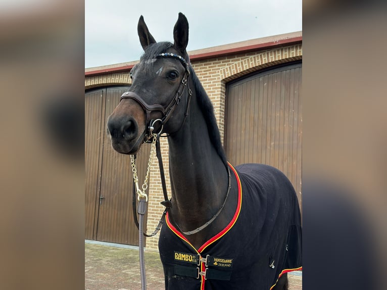 Latvian Warmblood Mare 10 years 16,1 hh Brown in Tallinn