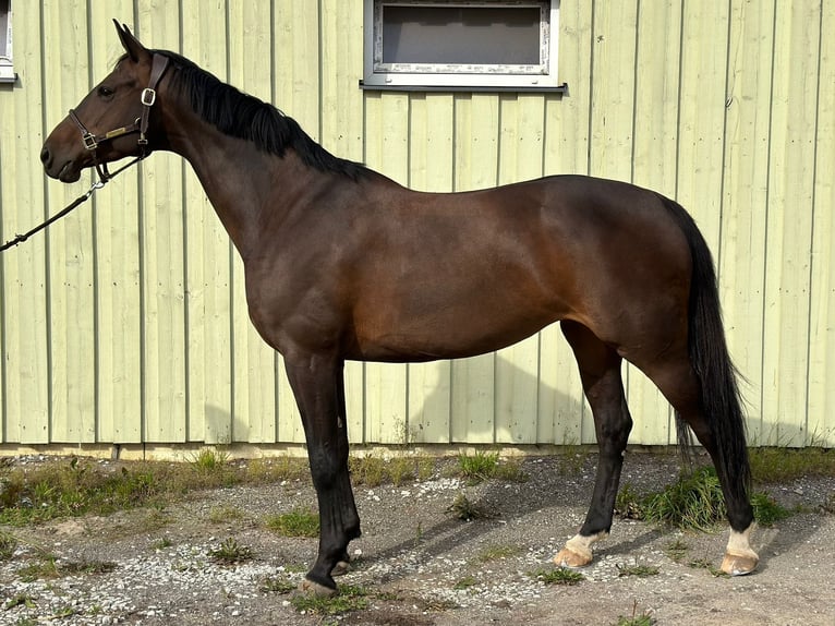 Latvian Warmblood Mare 10 years 16,1 hh Brown in Tallinn