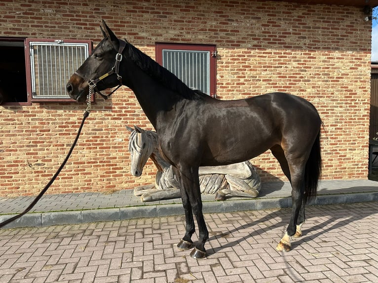 Latvian Warmblood Mare 10 years 16,1 hh Brown in Tallinn