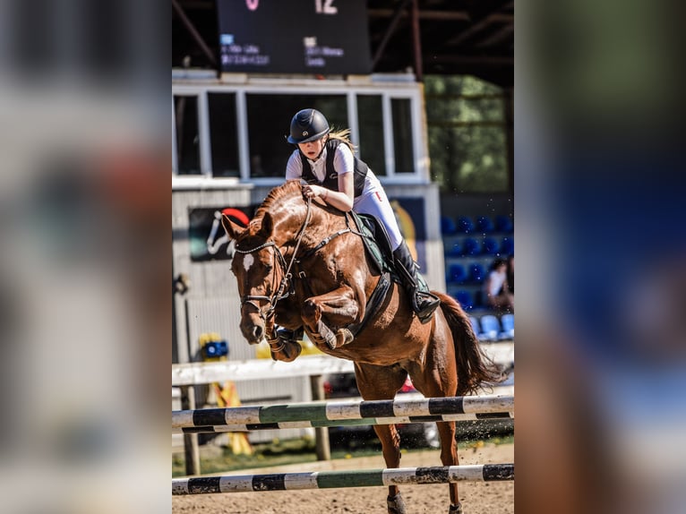 Latvian Warmblood Mare 10 years 16 hh Chestnut in Sigulda