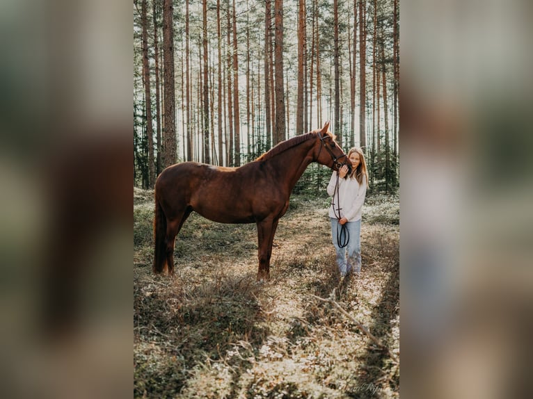 Latvian Warmblood Mare 10 years 16 hh Chestnut in Sigulda