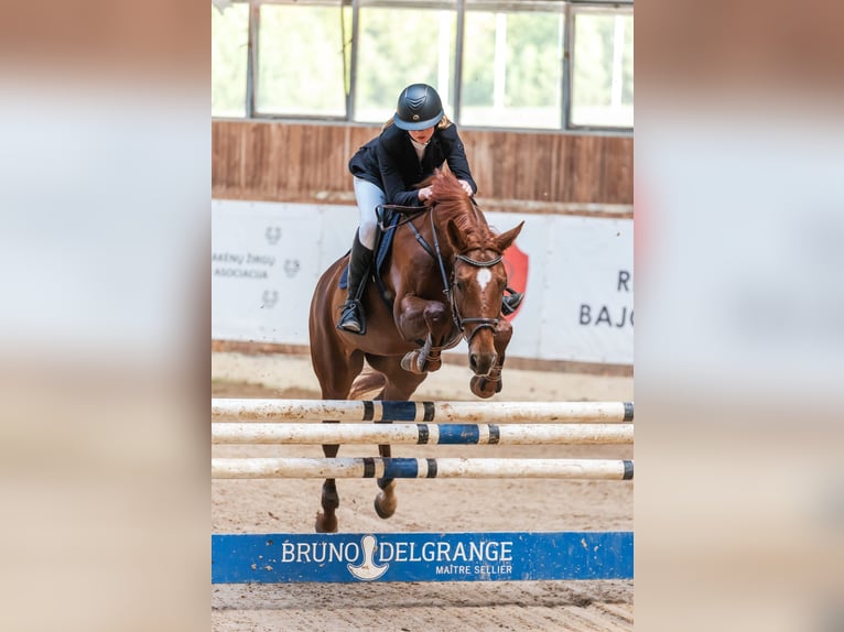 Latvian Warmblood Mare 10 years 16 hh Chestnut in Sigulda