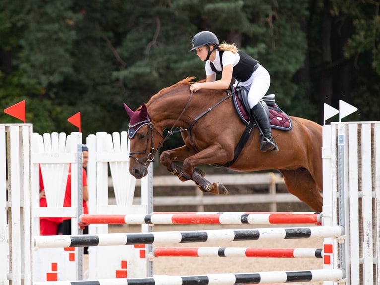 Latvian Warmblood Mare 10 years 16 hh Chestnut in Sigulda