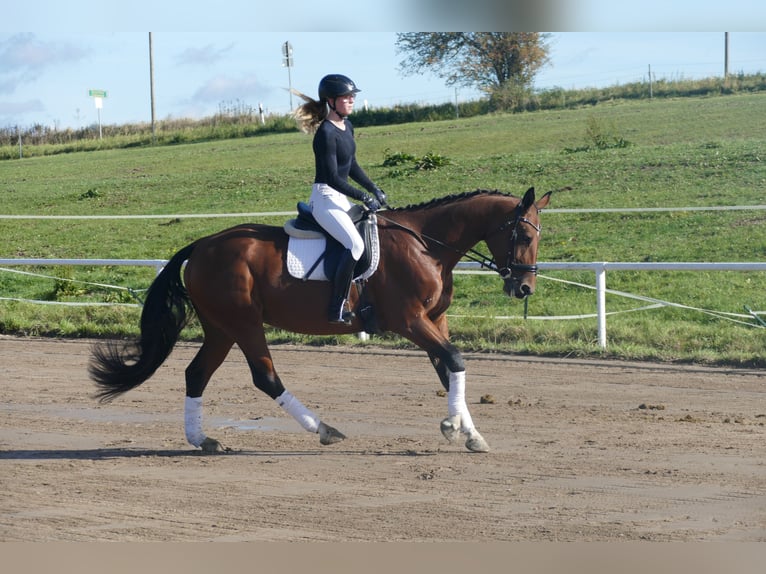 Latvian Warmblood Mare 10 years 16,1 hh Brown in Ganschow