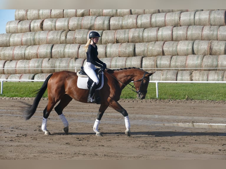 Latvian Warmblood Mare 10 years 16,1 hh Brown in Ganschow