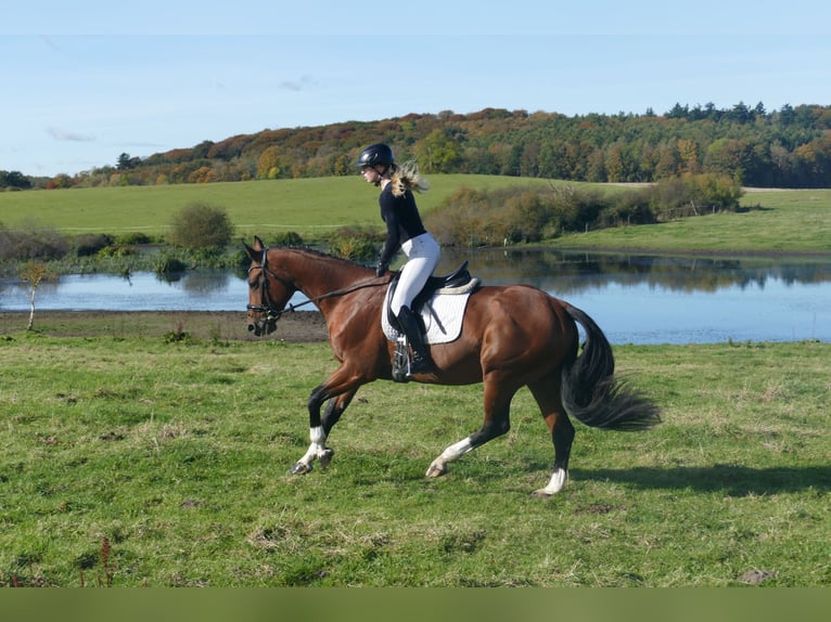 Latvian Warmblood Mare 10 years 16,1 hh Brown in Ganschow