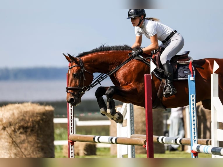 Latvian Warmblood Mare 10 years 16,1 hh Brown in Ganschow