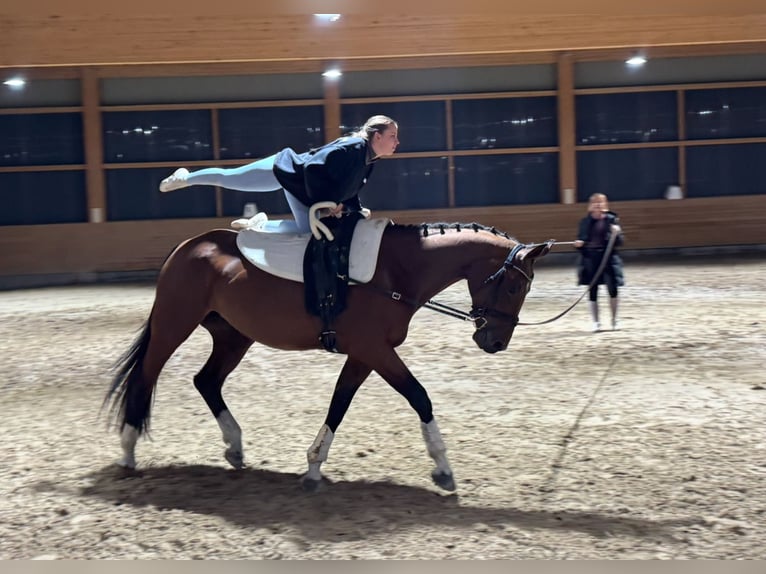 Latvian Warmblood Mare 10 years 16,1 hh Brown in Ganschow