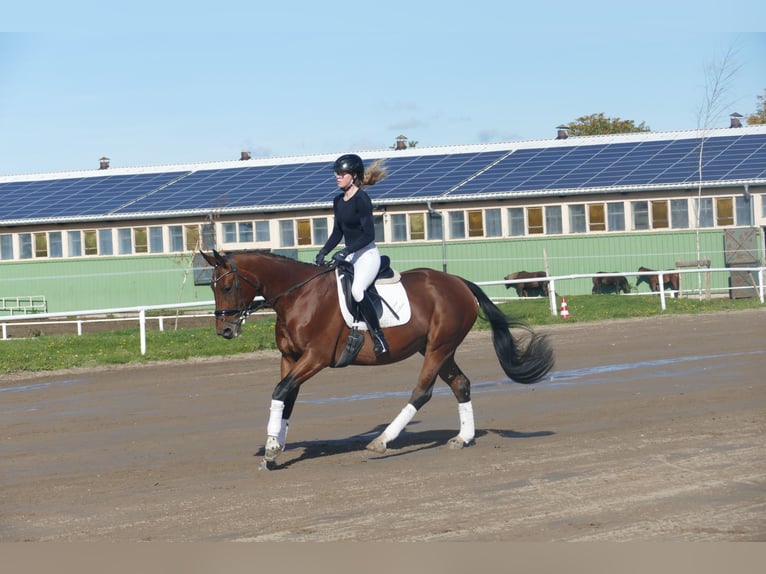 Latvian Warmblood Mare 10 years 16,1 hh Brown in Ganschow
