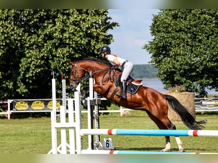 Latvian Warmblood Mare 10 years 16,1 hh Brown in Ganschow