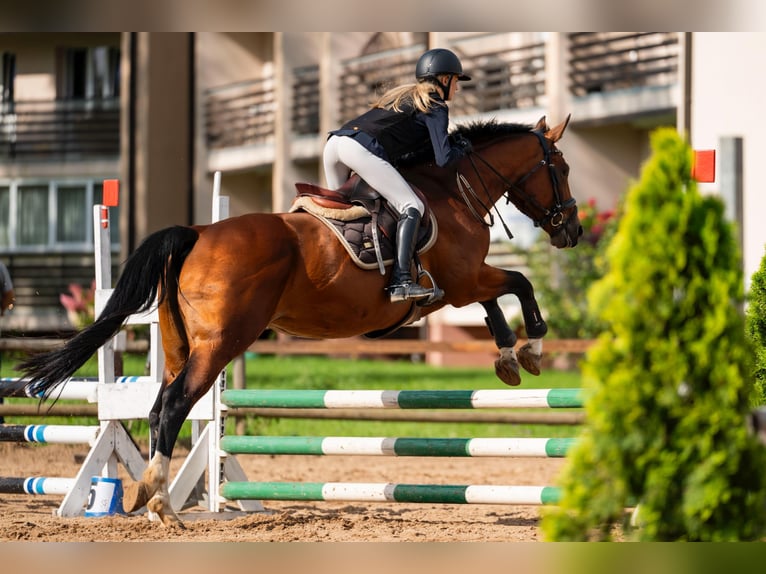 Latvian Warmblood Mare 10 years 16,1 hh Brown in Ganschow