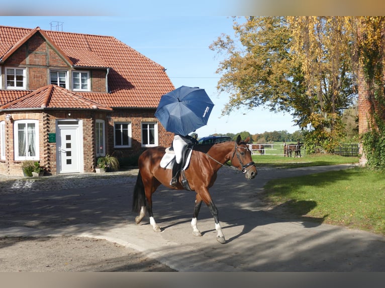 Latvian Warmblood Mare 10 years 16,1 hh Brown in Ganschow
