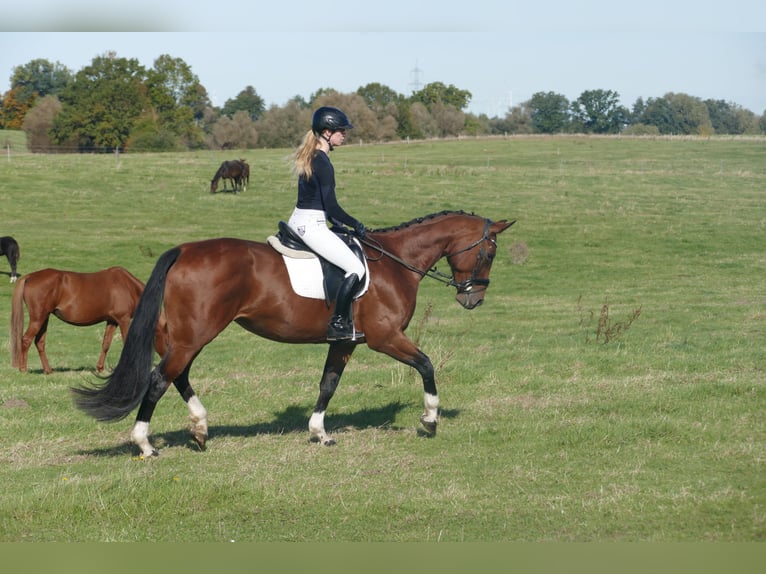 Latvian Warmblood Mare 10 years 16,1 hh Brown in Ganschow
