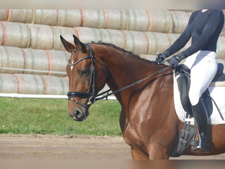 Latvian Warmblood Mare 10 years 16,1 hh Brown in Ganschow