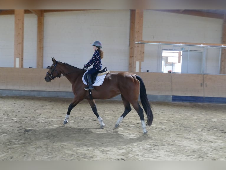 Latvian Warmblood Mare 10 years 16,1 hh Brown in Ganschow