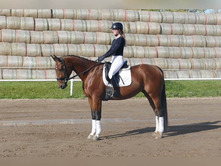 Latvian Warmblood Mare 10 years 16,1 hh Brown in Ganschow