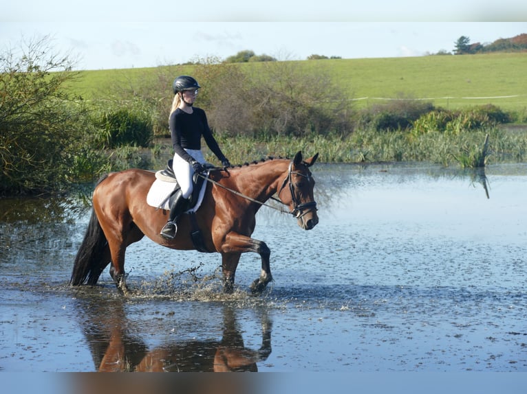 Latvian Warmblood Mare 10 years 16,1 hh Brown in Ganschow