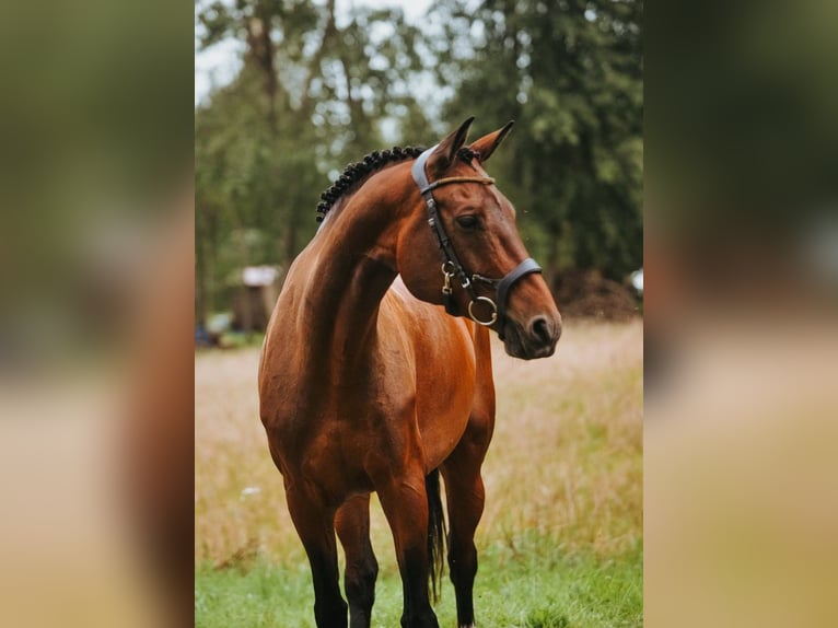 Latvian Warmblood Mare 11 years 17 hh Bay in Tīreļi