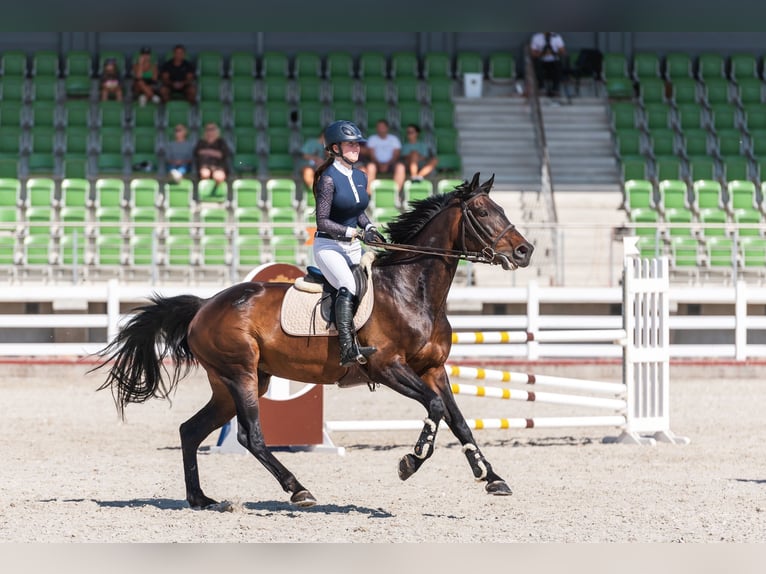 Latvian Warmblood Mare 11 years Smoky-Black in Wächtersbach