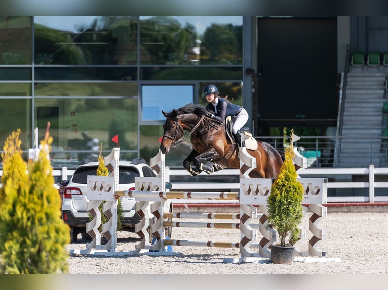 Latvian Warmblood Mare 11 years Smoky-Black in Wächtersbach