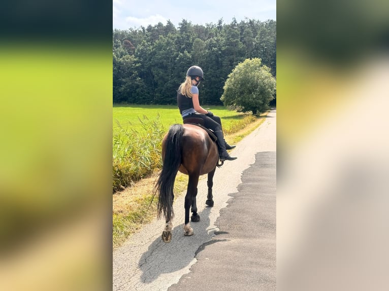 Latvian Warmblood Mare 12 years 16 hh Bay-Dark in Nürnberg