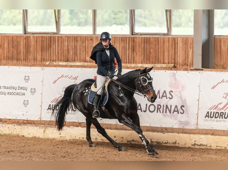 Latvian Warmblood Mare 12 years Smoky-Black in Wächtersbach