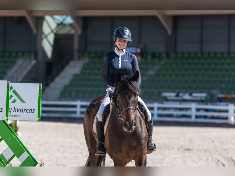 Latvian Warmblood Mare 12 years Smoky-Black in Wächtersbach