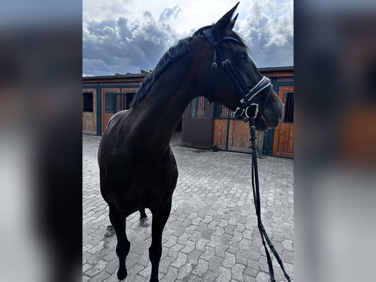 Latvian Warmblood Mare 14 years 16 hh Brown in Kluse