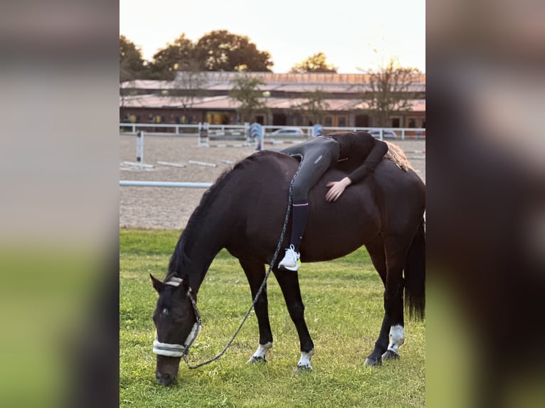 Latvian Warmblood Mare 14 years 16 hh Brown in Kluse