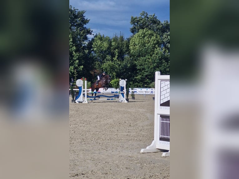 Latvian Warmblood Mare 14 years 16 hh Brown in Kluse