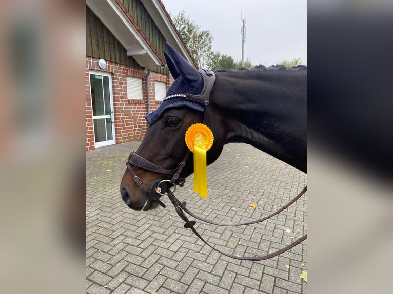 Latvian Warmblood Mare 14 years 16 hh Brown in Kluse