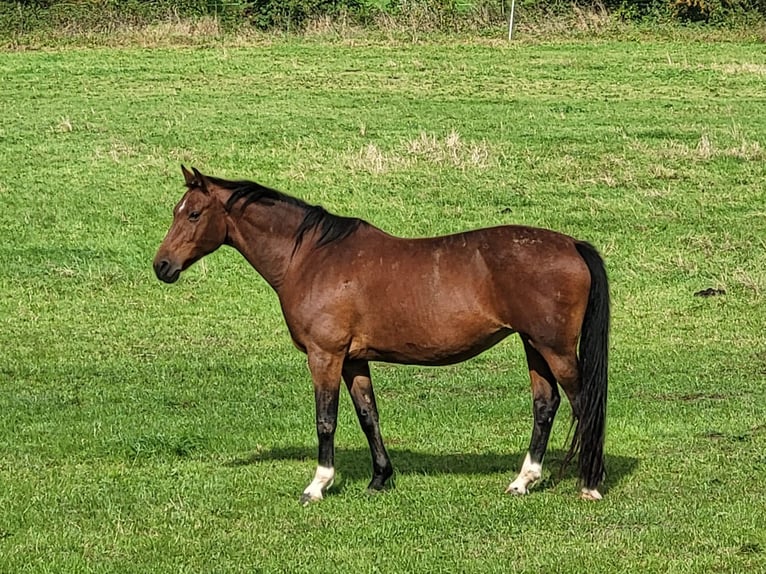 Latvian Warmblood Mare 14 years 16 hh Brown in Rodgau