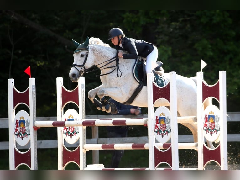 Latvian Warmblood Mare 15 years 15,2 hh Grey in Marupe