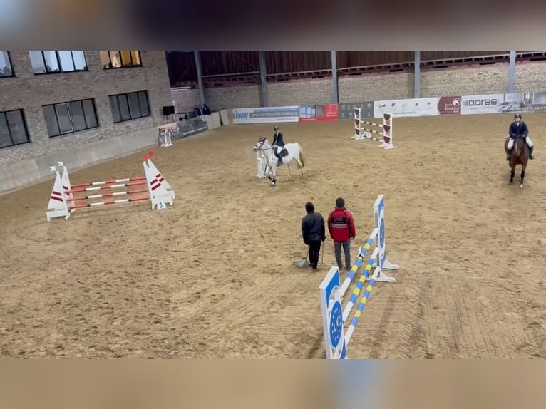 Latvian Warmblood Mare 15 years 15,2 hh Grey in Marupe