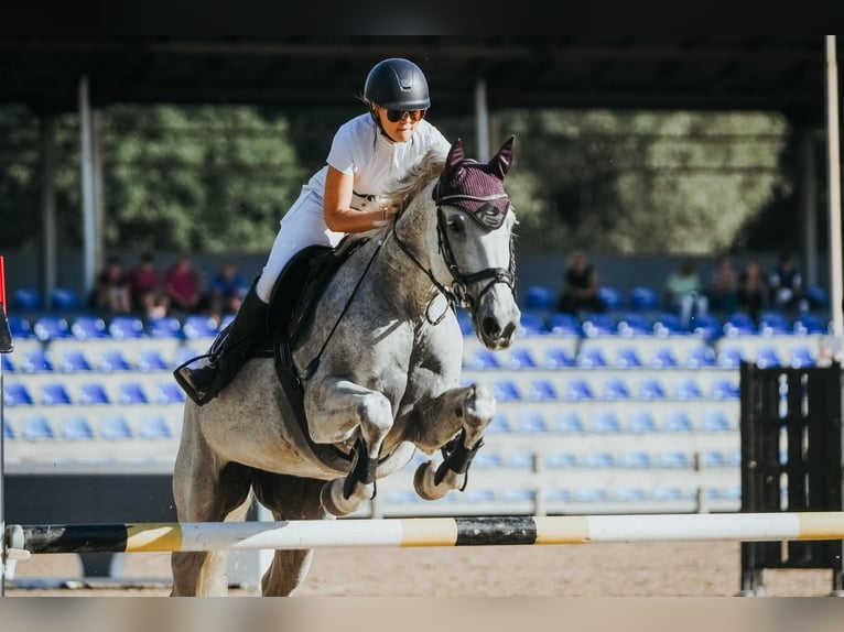 Latvian Warmblood Mare 15 years 15,2 hh Grey in Marupe
