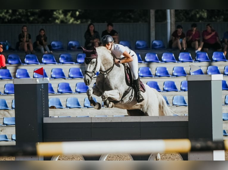 Latvian Warmblood Mare 15 years 15,2 hh Grey in Marupe
