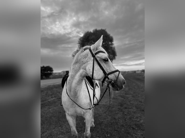 Latvian Warmblood Mare 15 years 15,2 hh Grey in Marupe