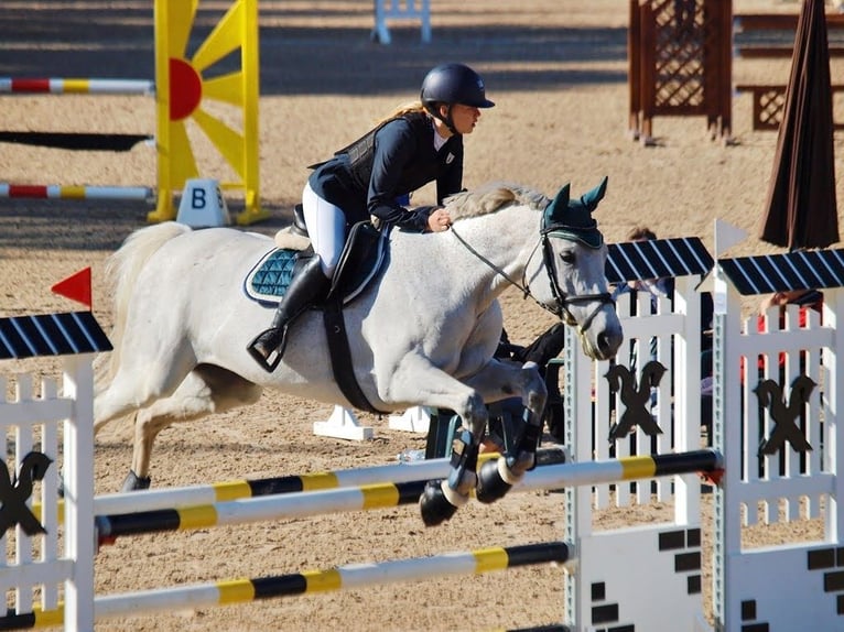 Latvian Warmblood Mare 15 years 15,2 hh Grey in Marupe