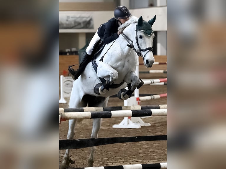 Latvian Warmblood Mare 15 years 15,2 hh Grey in Marupe