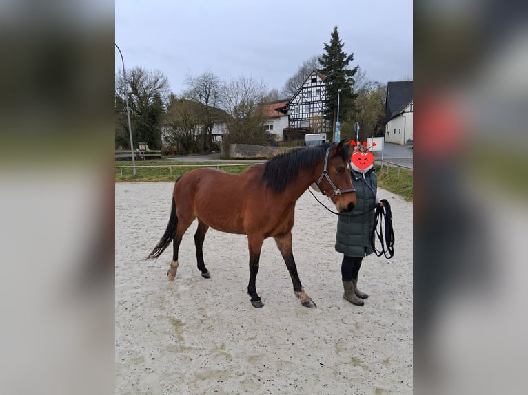 Latvian Warmblood Mare 15 years 16 hh Brown in Modautal