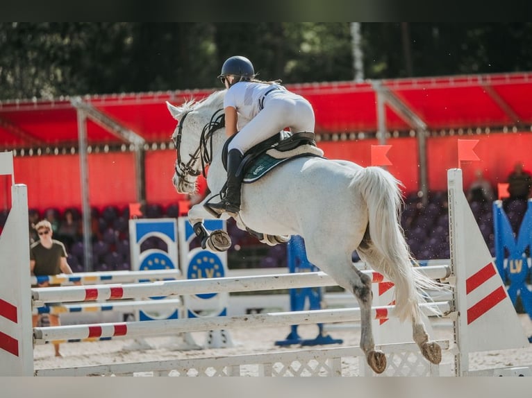 Latvian Warmblood Mare 16 years 15,2 hh Grey in Marupe
