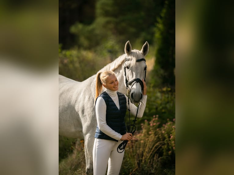 Latvian Warmblood Mare 16 years 15,2 hh Grey in Marupe